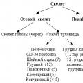 Презентация по биологии на тему скелет человека